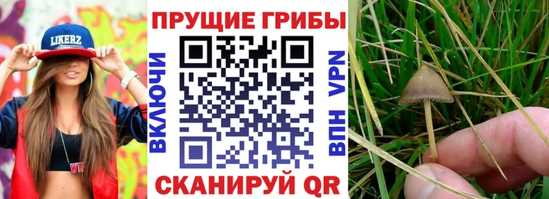 Галлюциногенные грибы Cubensis  где продают   Белгород 